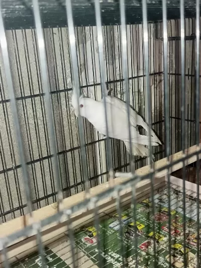 Albino Takım Sultan Papağanı