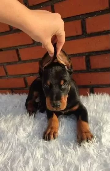 Asosyalseniz Dobermana İhtiyaciniz Var