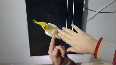 Sultan Papağanı Yavruları