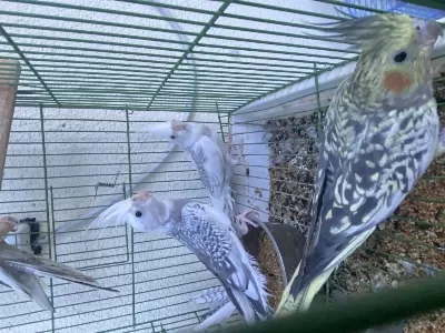 Yavru Sultan Papağanları Hepsi Rengarenk