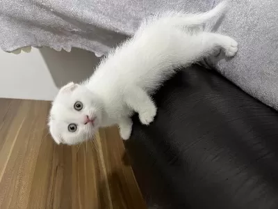 Son Kalan Erkek Bebek Scottish Fold