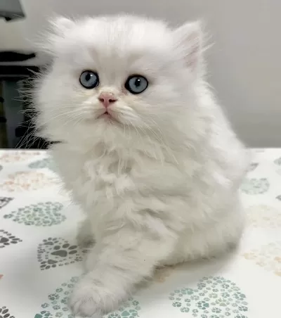 British Longhair Yavrularim