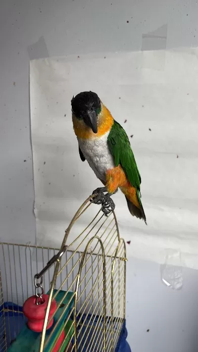 Caique Papağanı (siyah Başlı Caique)
