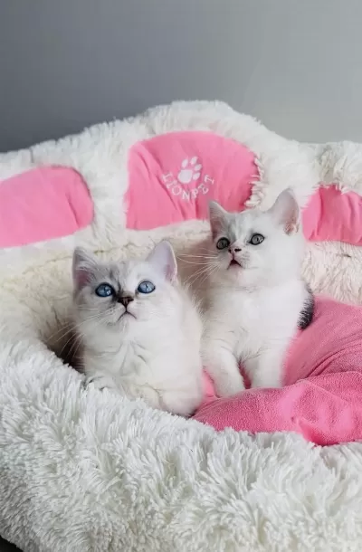 Maviş Point British Shorthair Bebeklerim