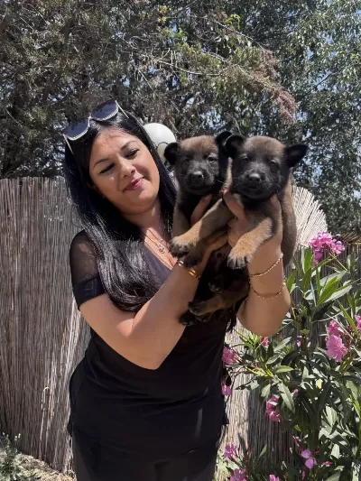 Üst Kalite Aşılı Safkan Malinois Yavrularım