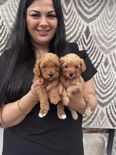 Ufacık Koyu Renk Maltipoo Yavrularım