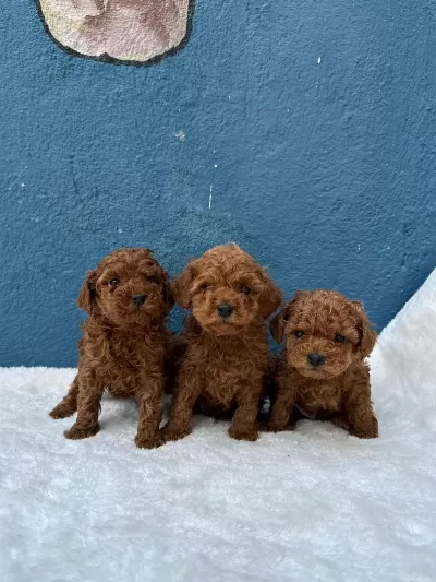Ruhsatli Toy Poodle Çiftliğinden Poodle Yavrular