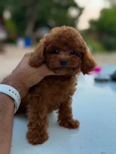 Teacup Korea Poodle Saglik Ve Kg Garantili Wc Egitimli