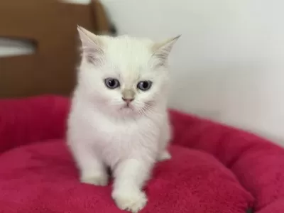 Nadir Olan Beyaz Mavi Gözlü British Shorthair Yavrular