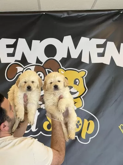 Bebek Yüz Orjinal Golden Retriewer Yavrularimiz Ankara