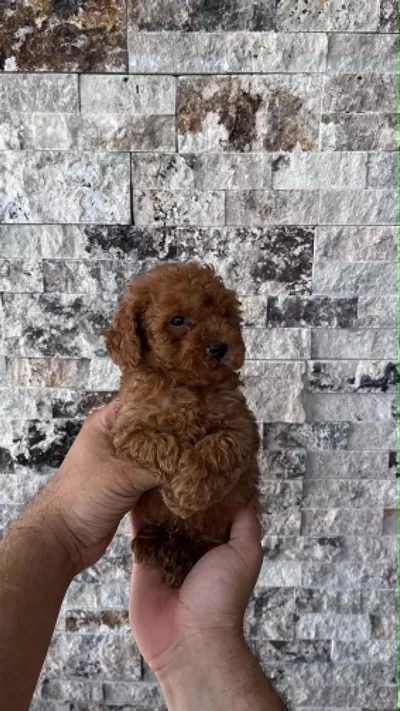 Biblo Güzelliğine Sahip Red Brown Poodle Bebekler