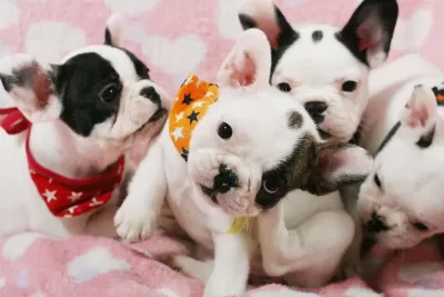 French Bulldog Yavrulari