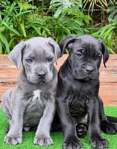 Cane Corso Bebekler Kapınıza Kadar Teslim Ediyoruz