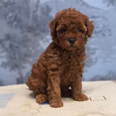 Toy Poodle Yavrulari