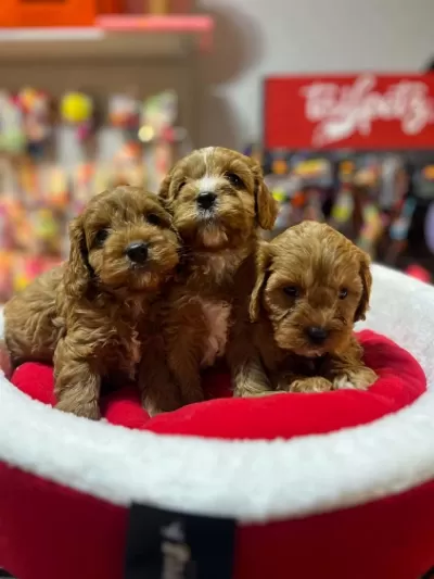 Tüy Dökmeyen Hipoalerjenik Saf Kan Maltipoo Yavrular