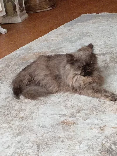 İran Chinchilla Kedisi