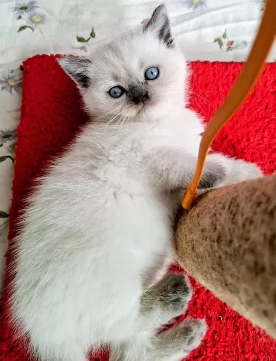Yeni Yuvasına Hazır Kedilerimiz