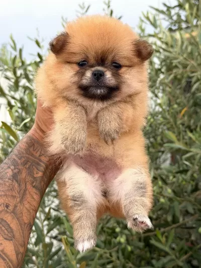 Pomeranian Boo Dişi Yavrular