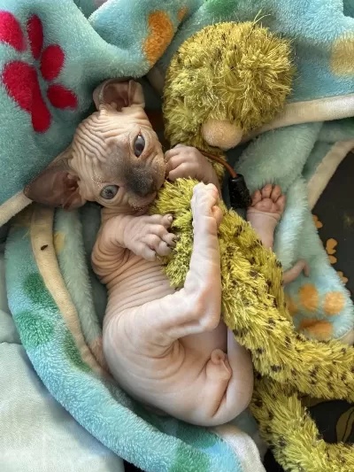 Ozyfelines Seçkin Sphynx Yavruları