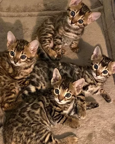 Ozyfelines Seçkin Bengal Yavruları