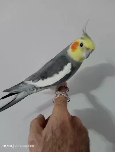 Konuşan Evcil Erkek Sultan Papağanı