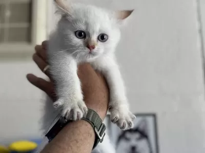 Ankaranın En Güzel British Shorthair Yavruları