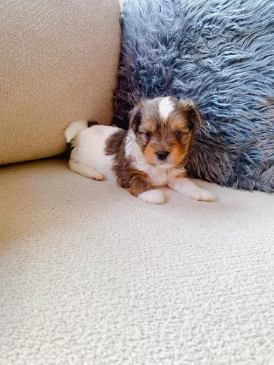 Petmode Köpek Çiftliğinden Tea Cup Morkie Yavrular