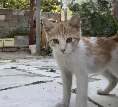 2,5 Aylık Erkek Sarman Çok Sıcakkanlı