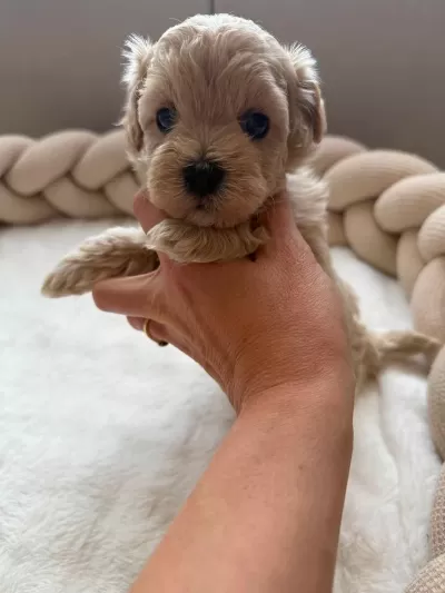 Harika Maltipoo Minikler