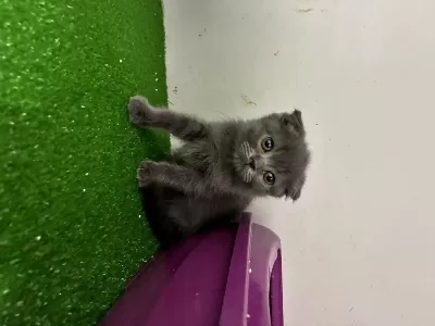 Scottish Fold Kedimiz İçin Ulaşin