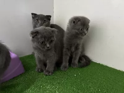 Scottish Fold Yavrulari