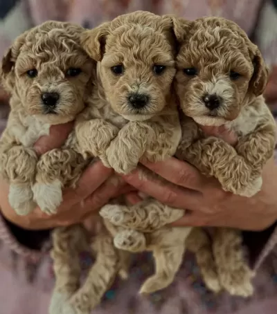 Maltipoo Miniklerimiz