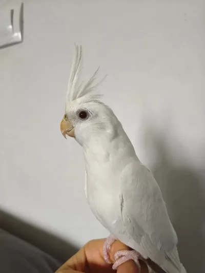 Eğitimli Albino Sultan Papağanı Yavrusu