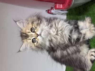 British Golden Longhair