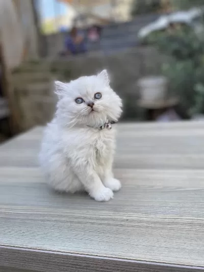 Silver Point British Longhair