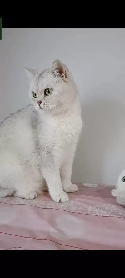 British Shorthair Kedisi (ücretsiz)