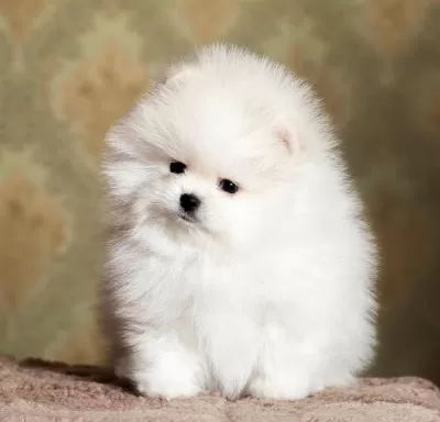 Orijinal Teacup Pomeranian Boo