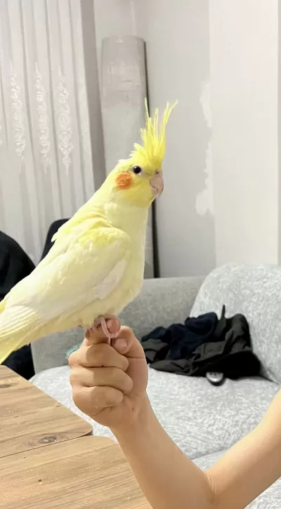 Kendini Sevdirmeye Meraklı İsırmayan Albino Sultan