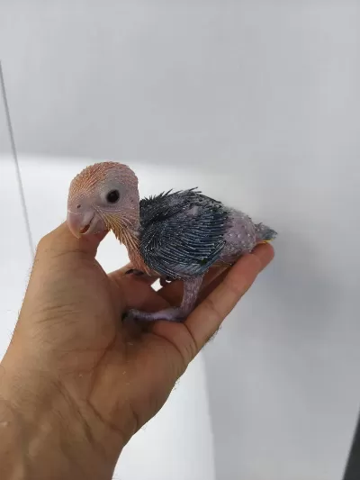 El Besleme Portakal Kafa Caique Bebeklerim