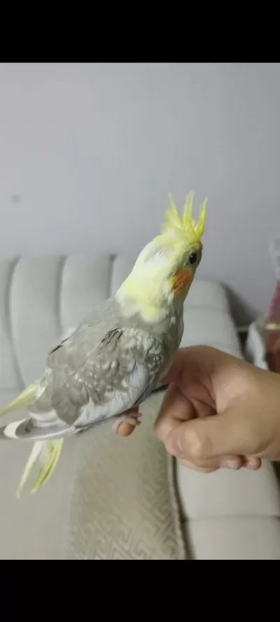 Ele Alışık Evcil Sultan Papağanı Yavruları 1.5 2aylık
