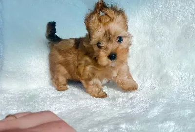 Çok Özel Nadir Olan Tea Cup Morkie Yavrular