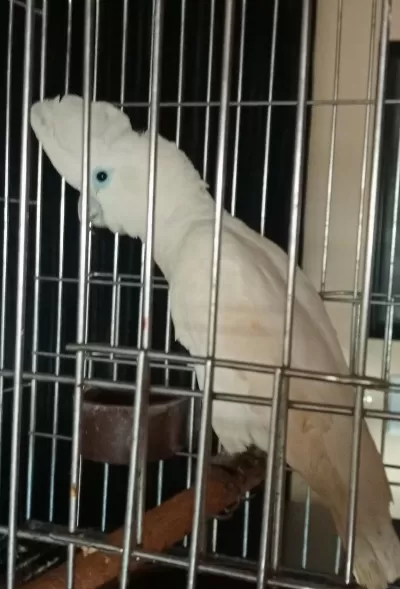 Kakadu Papağanı 10 Aylık