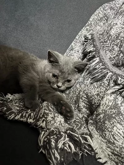 4 Aylık British Shorthair Yavru