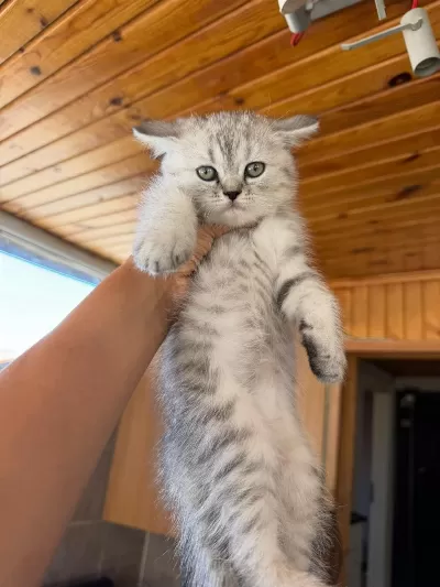 Silver British Shorthair Güzellikler Teslime Hazır