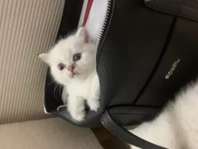 Safkan Erkek Kedimiz Yeni Ailesini Arıyor