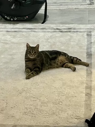 3 Yaş Tekir Mıncır Tatlı Sağlıklı Ve Sevecen