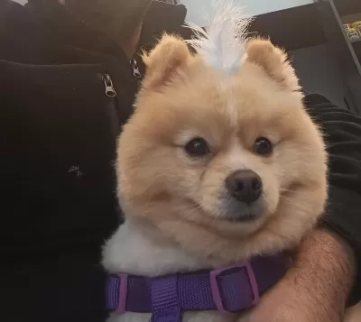 1 Yaşında Damızlık Pomeranian Boo