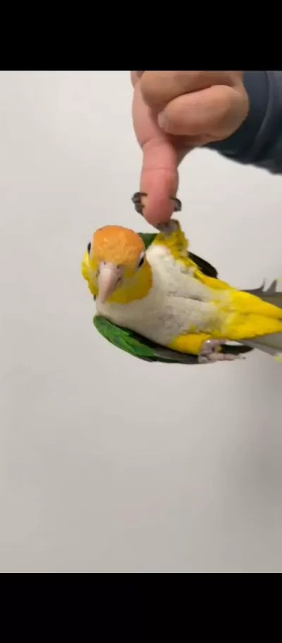 Şımarıkların En Güzeli Kayık Papağanı Üzerinize