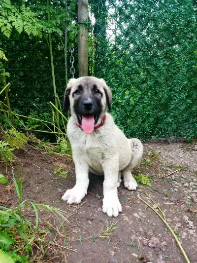 Sağlıklı 4 Aylik Kangal