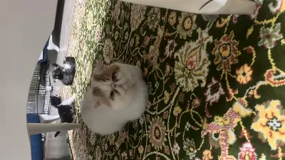 Aktif Kedimiz Kısır Değil